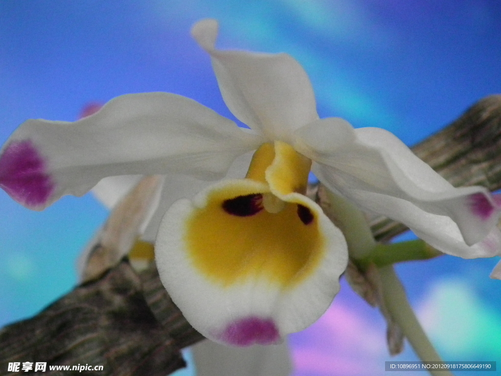 鲜花
