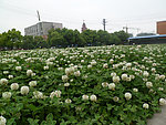白车轴草
