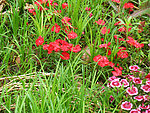 石竹花