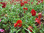 花圃