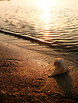 夕阳沙滩海螺