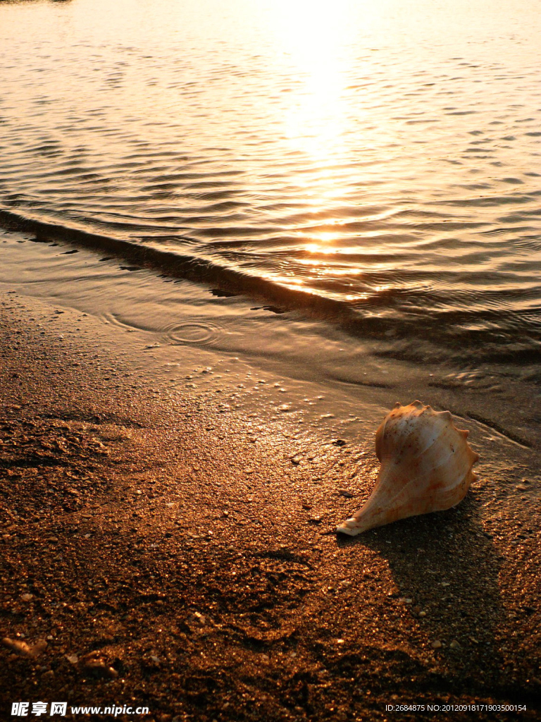 夕阳沙滩海螺