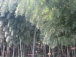 竹子树木