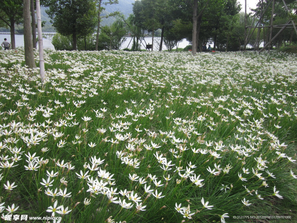 花草景观