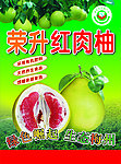 红肉柚