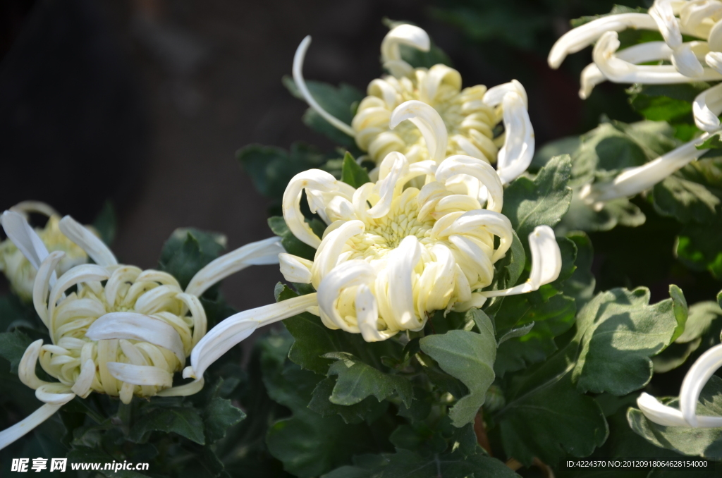 菊花
