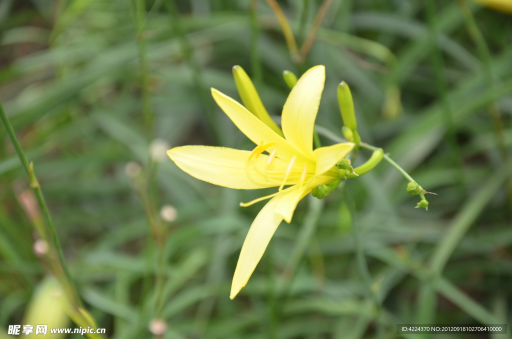 黄花菜