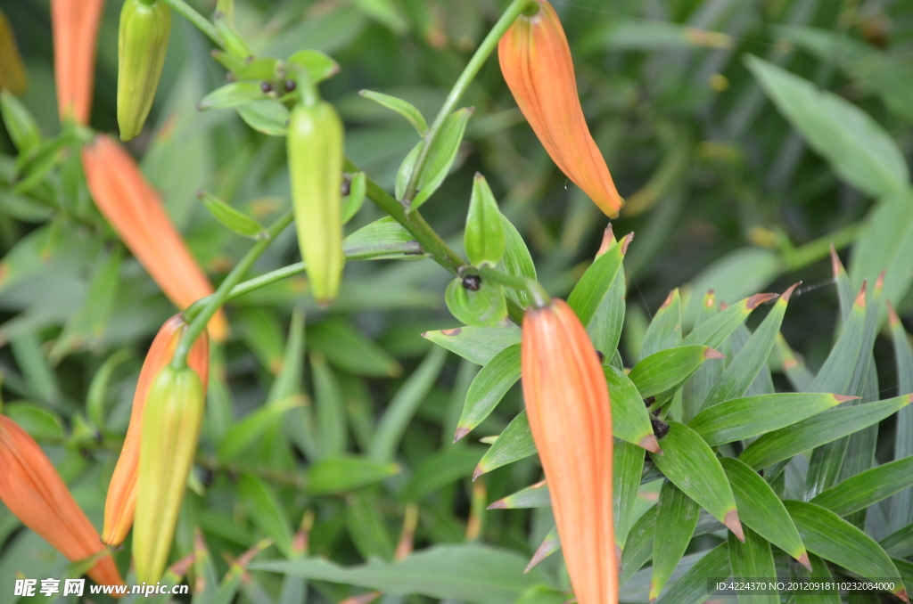 卷丹百合花蕾