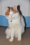 猫猫