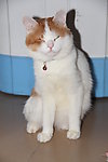 猫猫