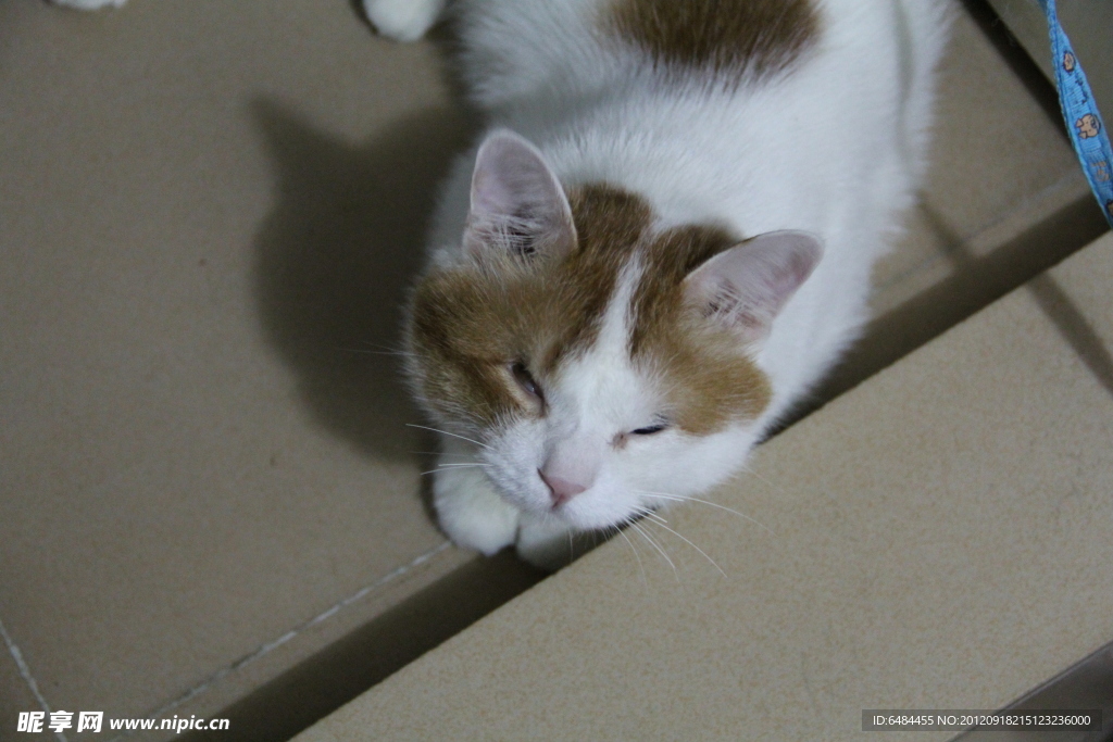 猫猫