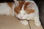 猫猫
