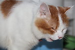 猫猫