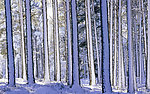 冰天雪地