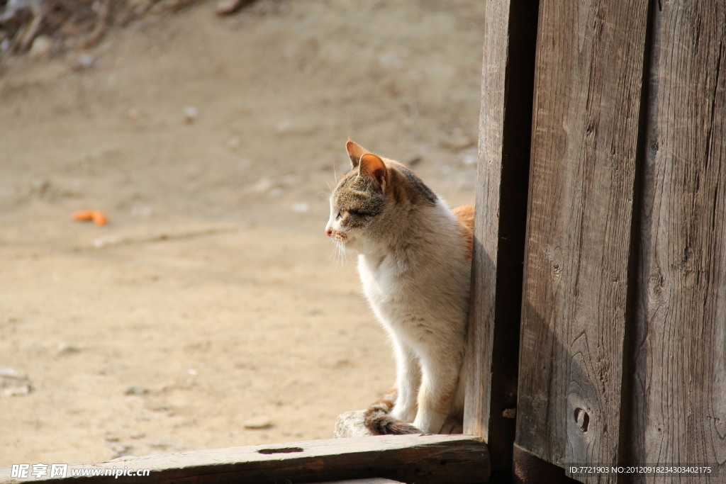 远眺的猫