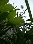 野草
