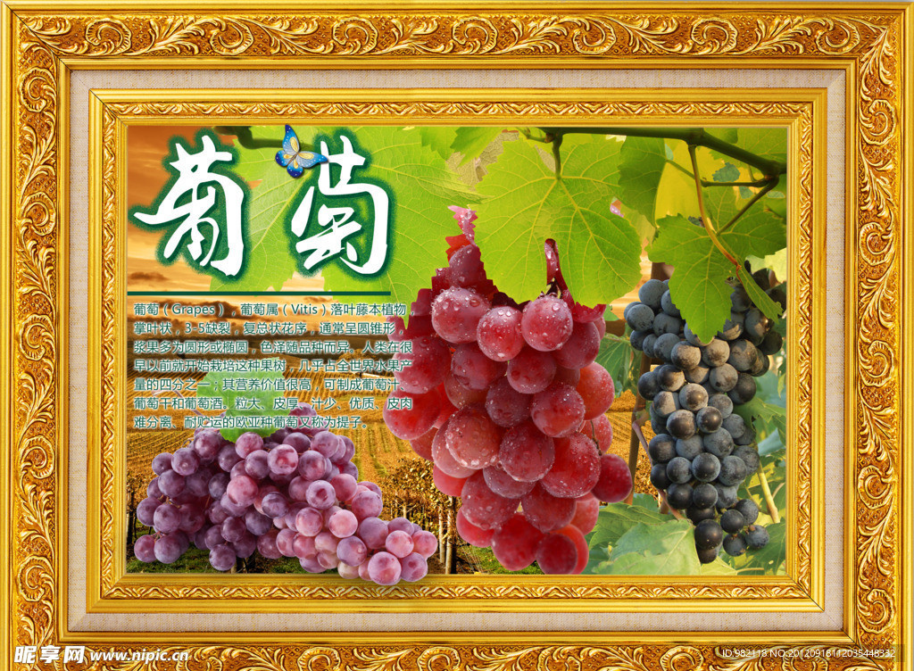 水果风景之葡萄