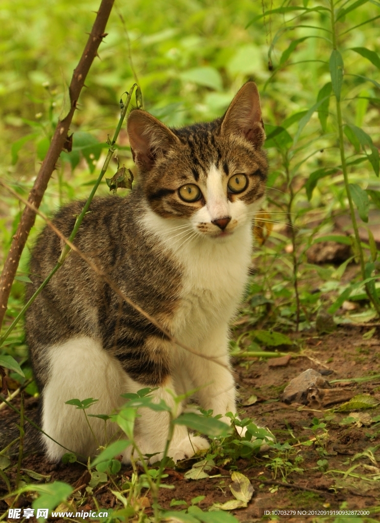 小野猫