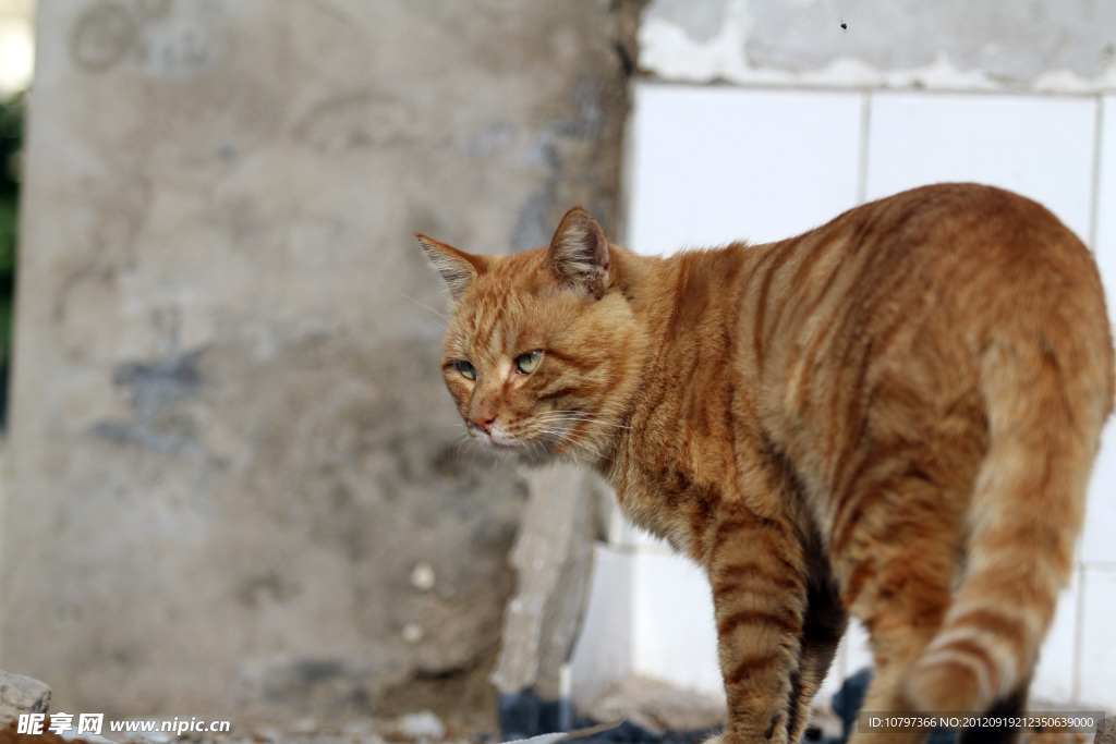 猫咪全身