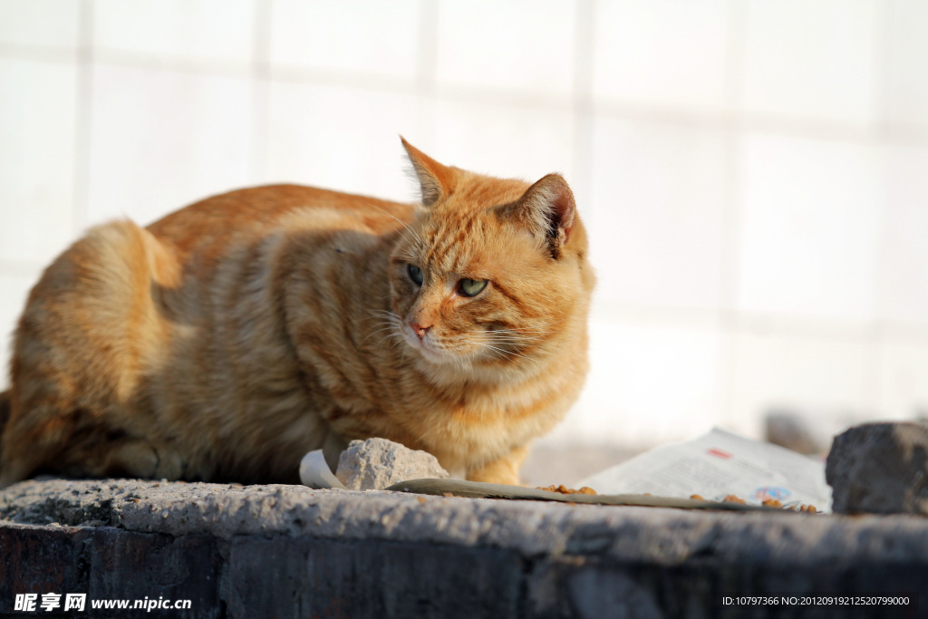 猫咪回头看