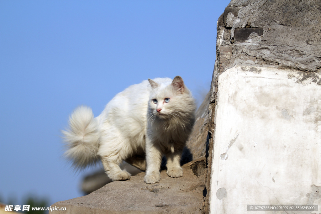 猫咪墙头