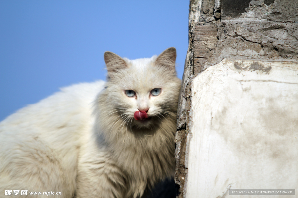 猫咪