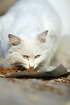 猫咪