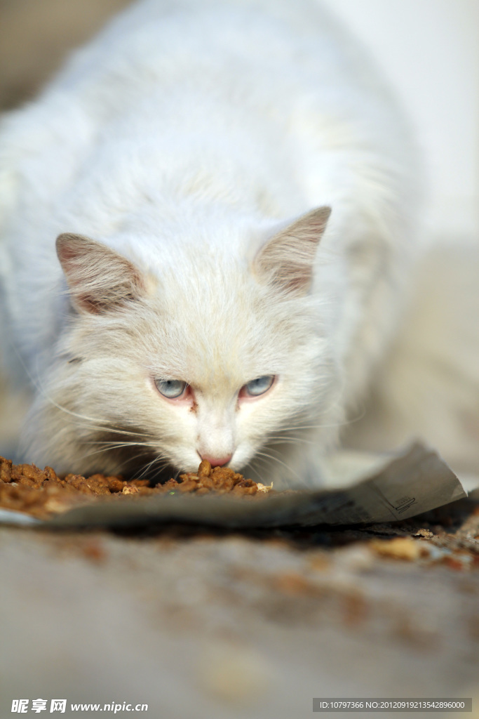 猫咪