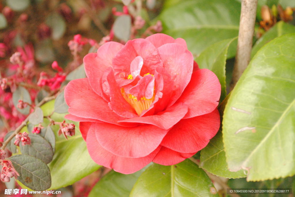 茶花