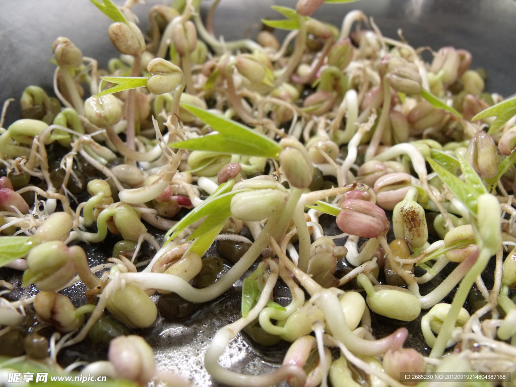 豆芽