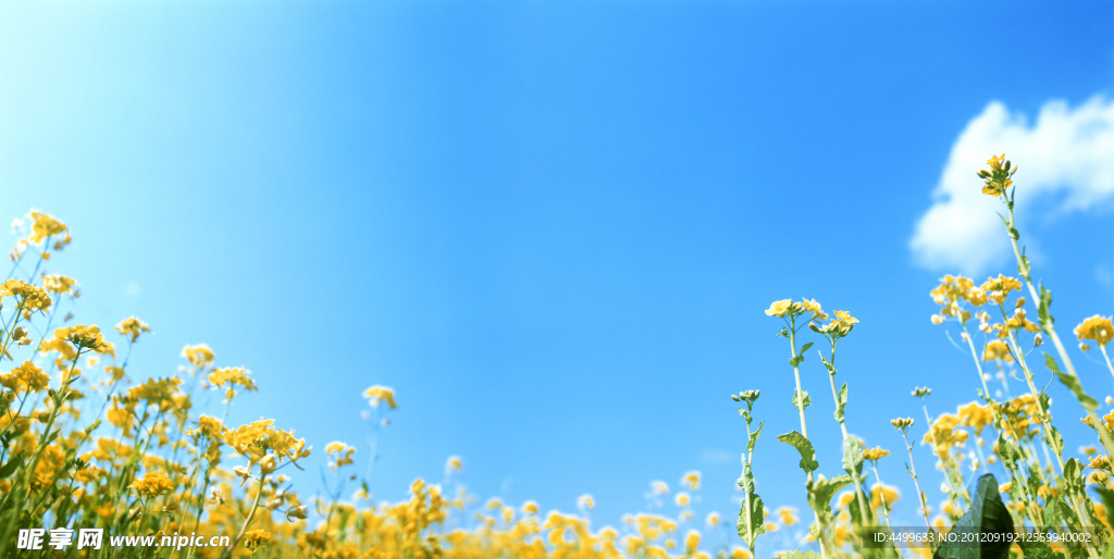 油菜花