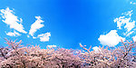 樱花 蓝天