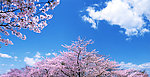 樱花 蓝天