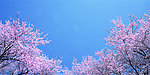 樱花 蓝天
