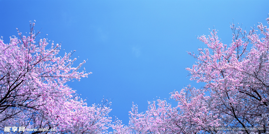 樱花 蓝天