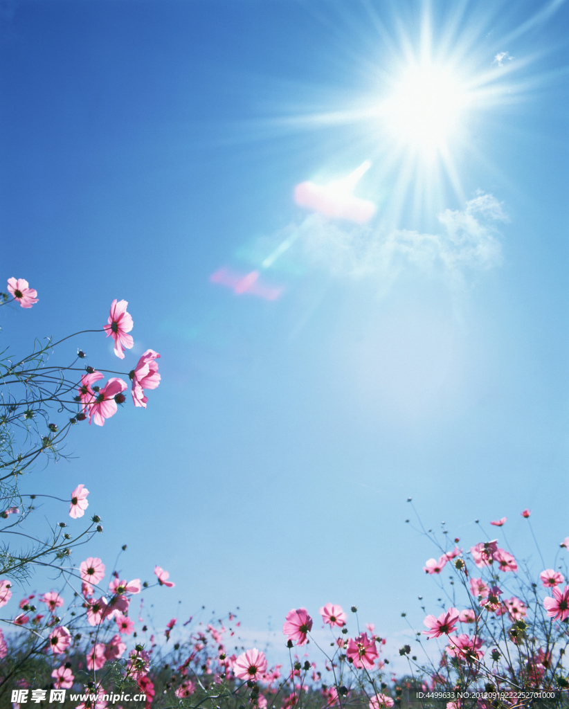 红色菊花