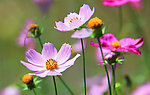 格桑花