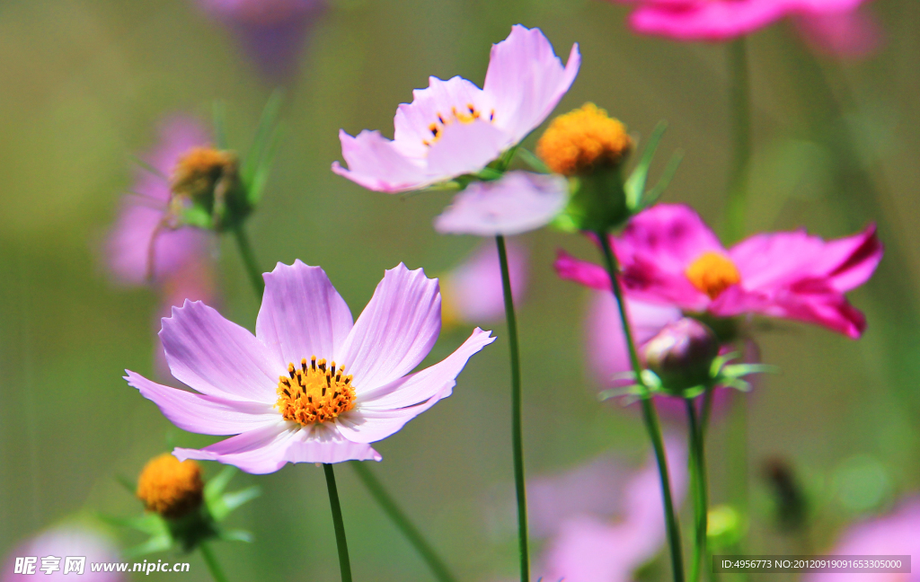 格桑花