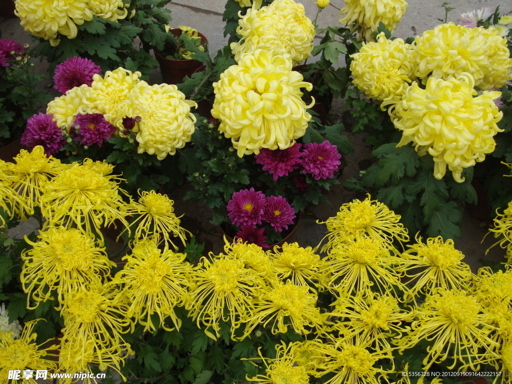 菊花