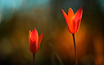 鲜花