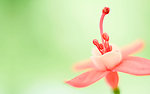 红花