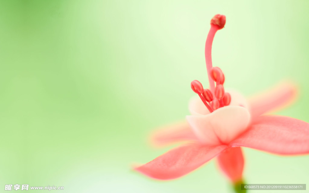 红花