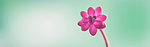 windows 8 系统鲜花桌面