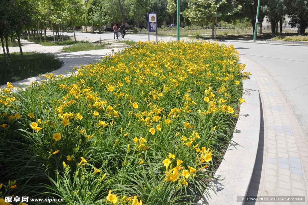 塔里木大学 花海