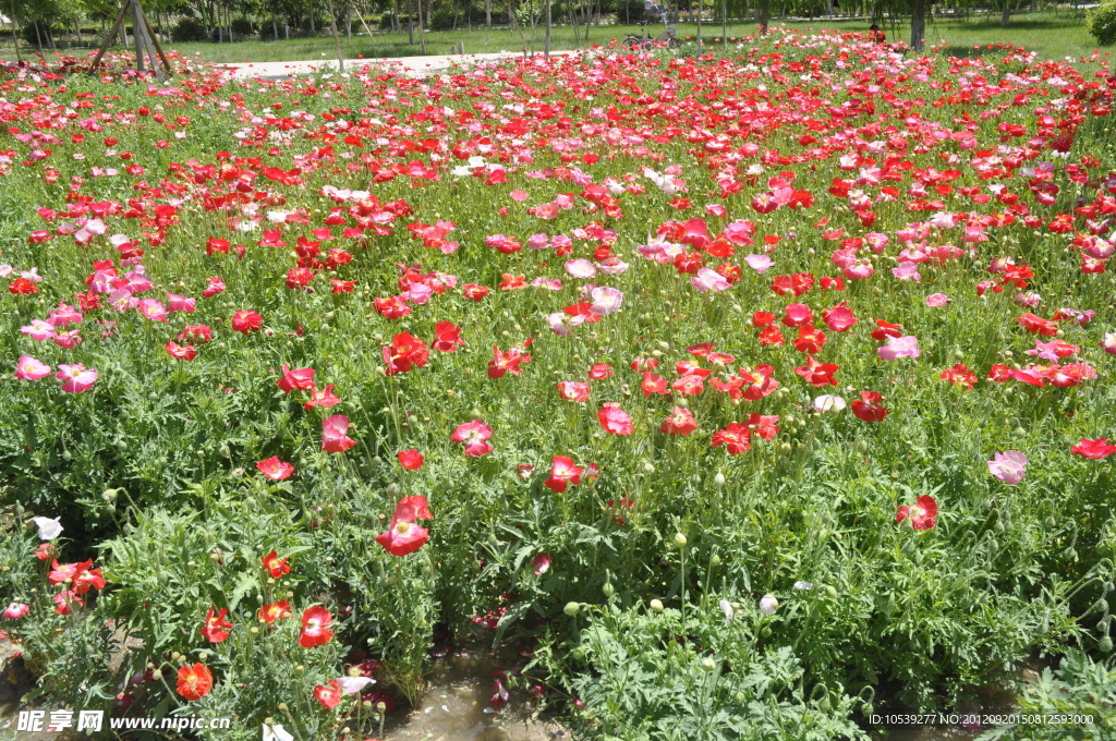 塔里木大学 花海