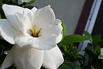 野菊花