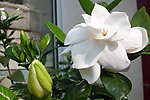野菊花