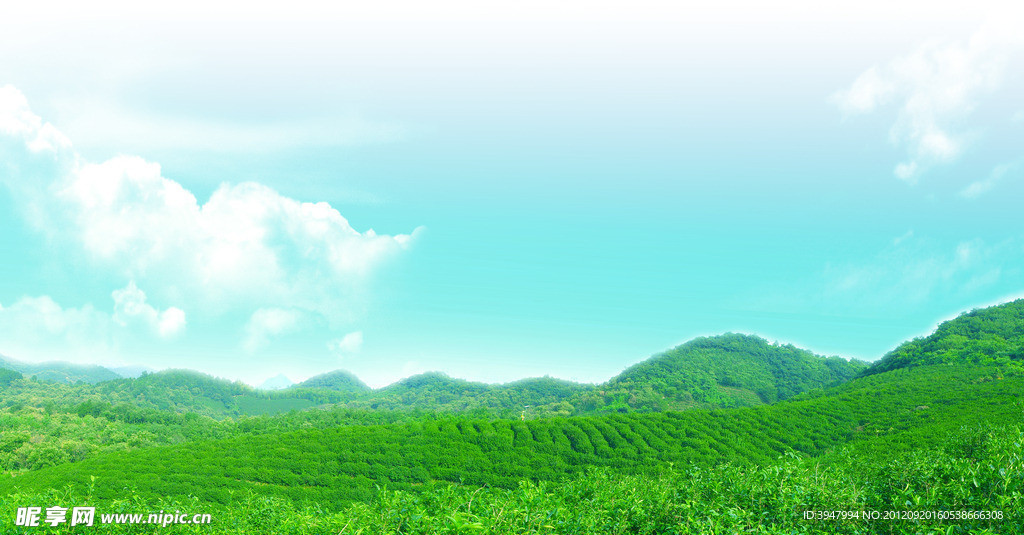 茶山 茶园绿色生态风景