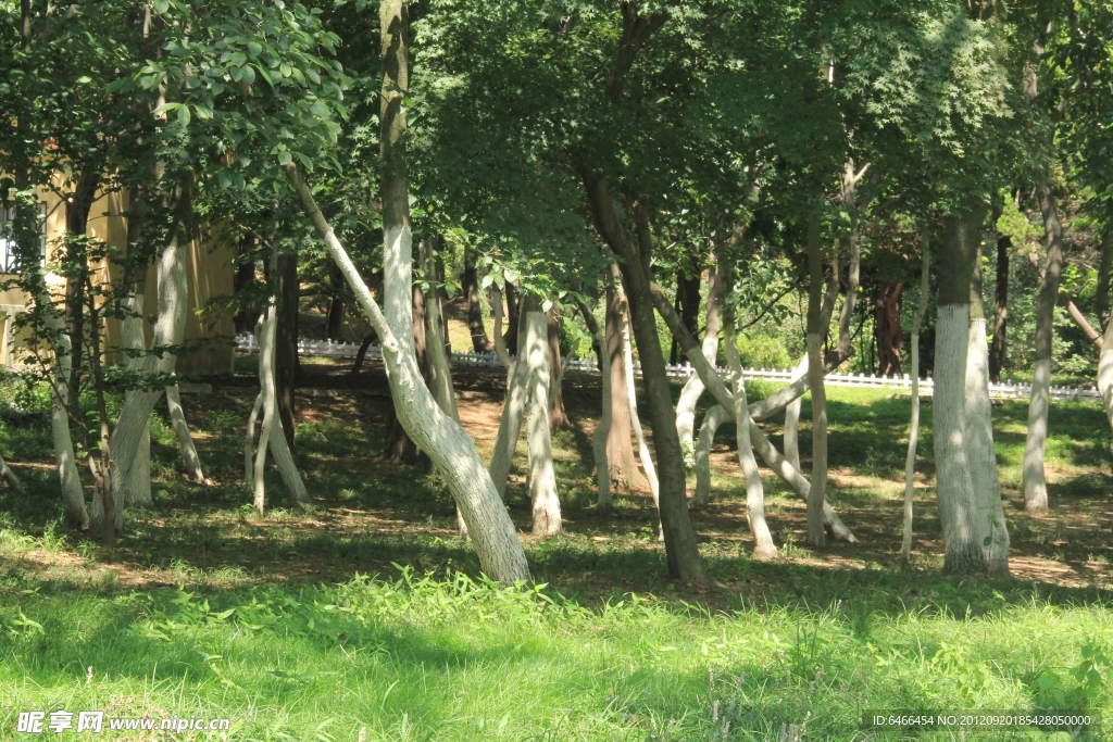 青岛绿树
