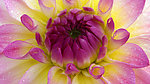 花蕊